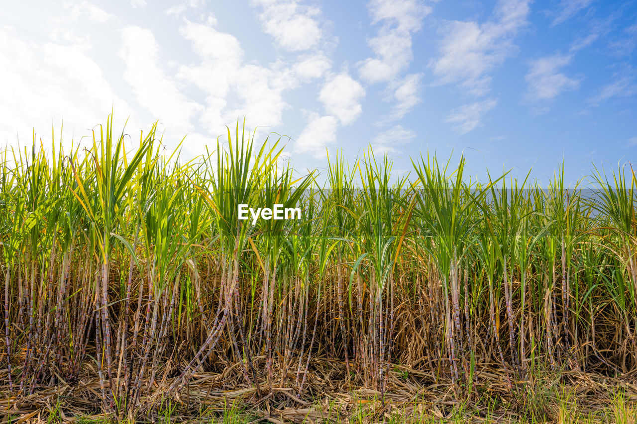 PLANTS GROWING ON FIELD