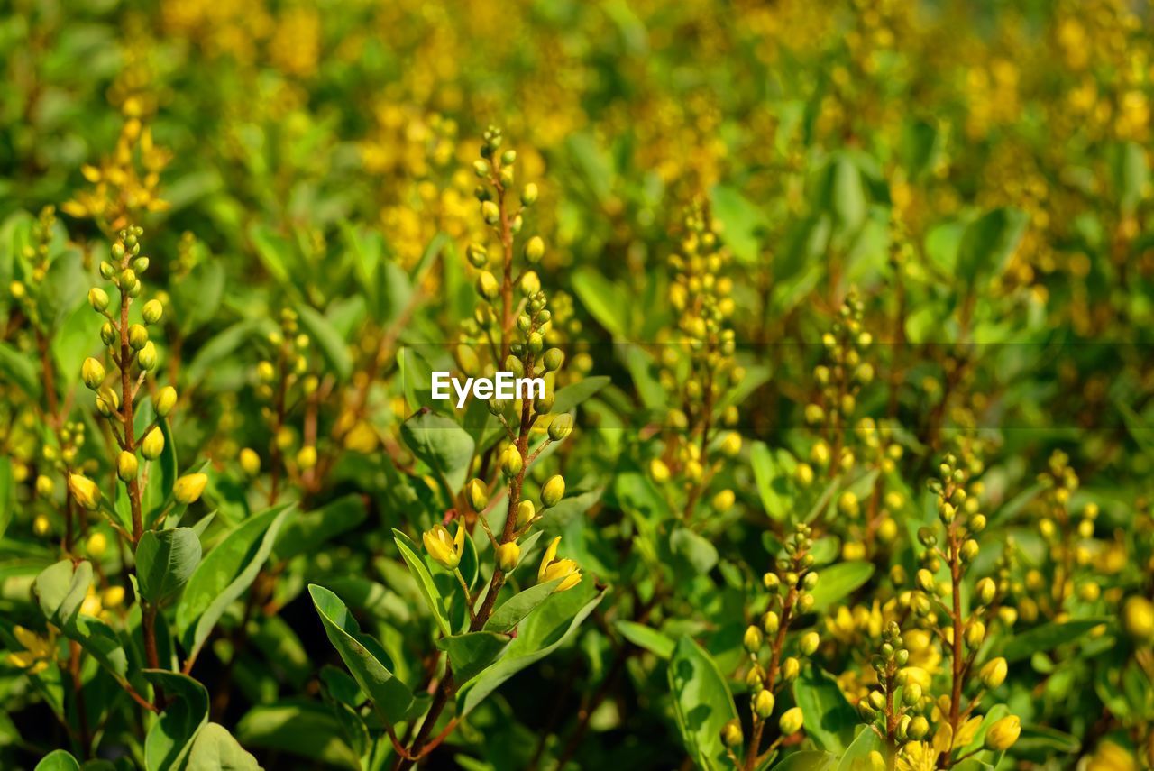 Close-up of yellow flowers growing in field