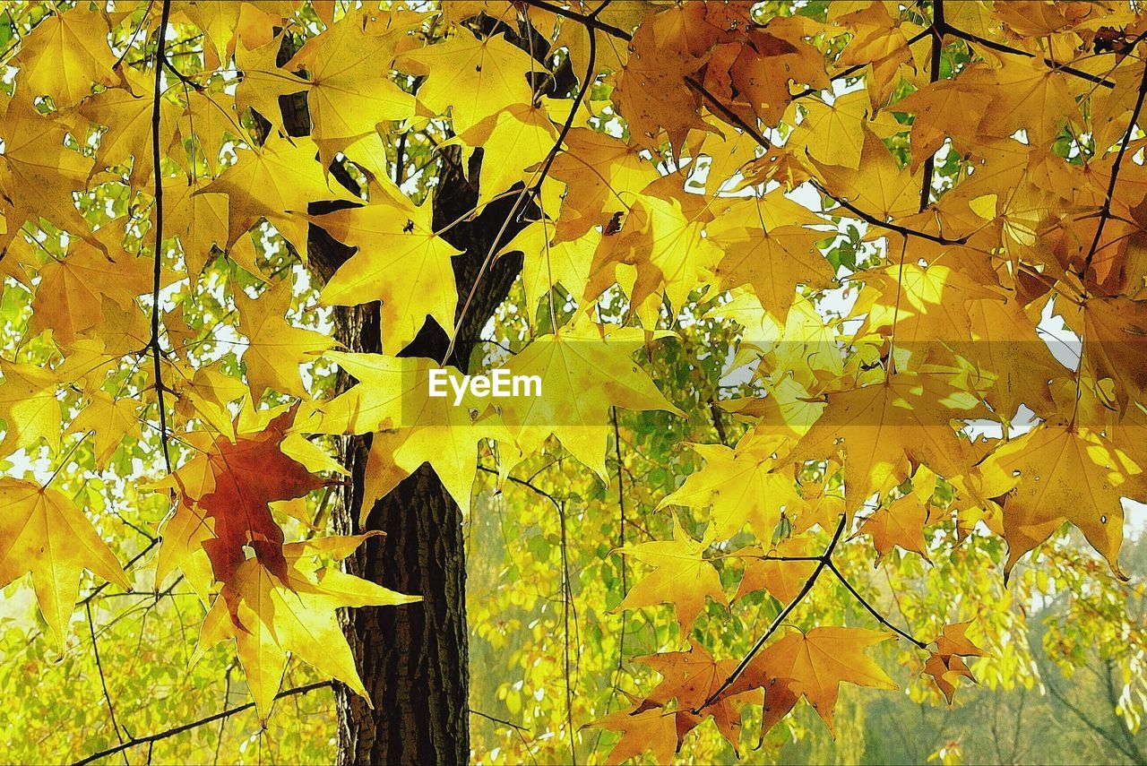 Close-up of yellow maple leaves on tree