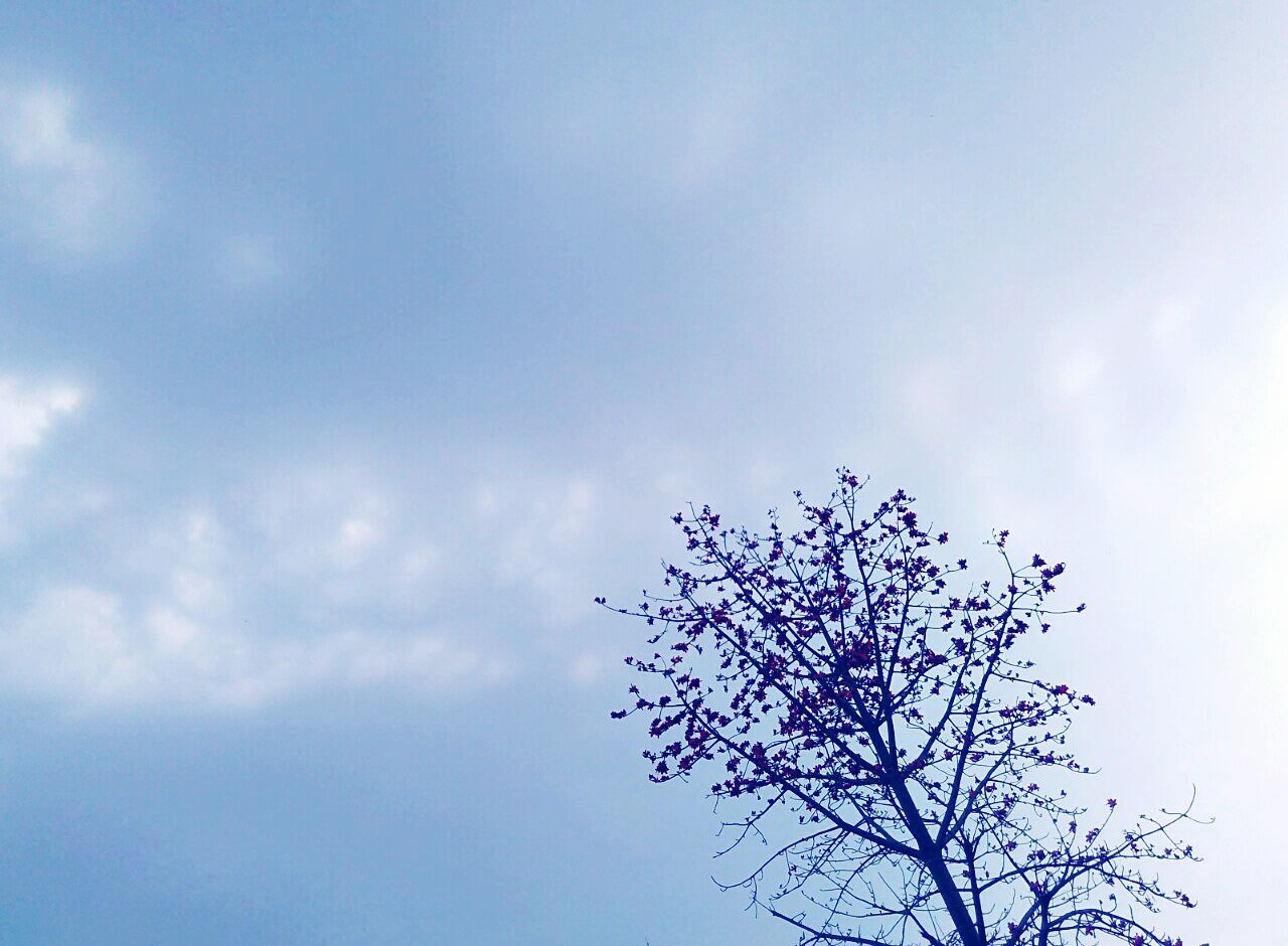 LOW ANGLE VIEW OF BARE TREES AGAINST BLUE SKY