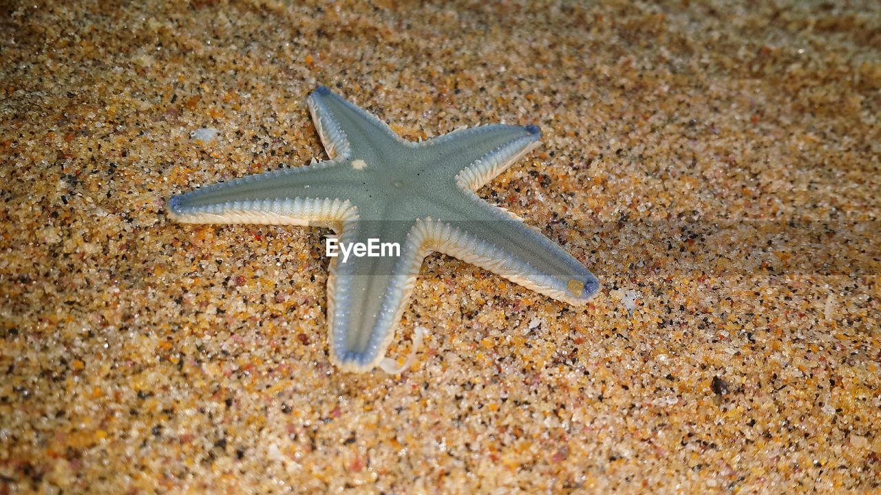 Close-up of starfish on sand at beach