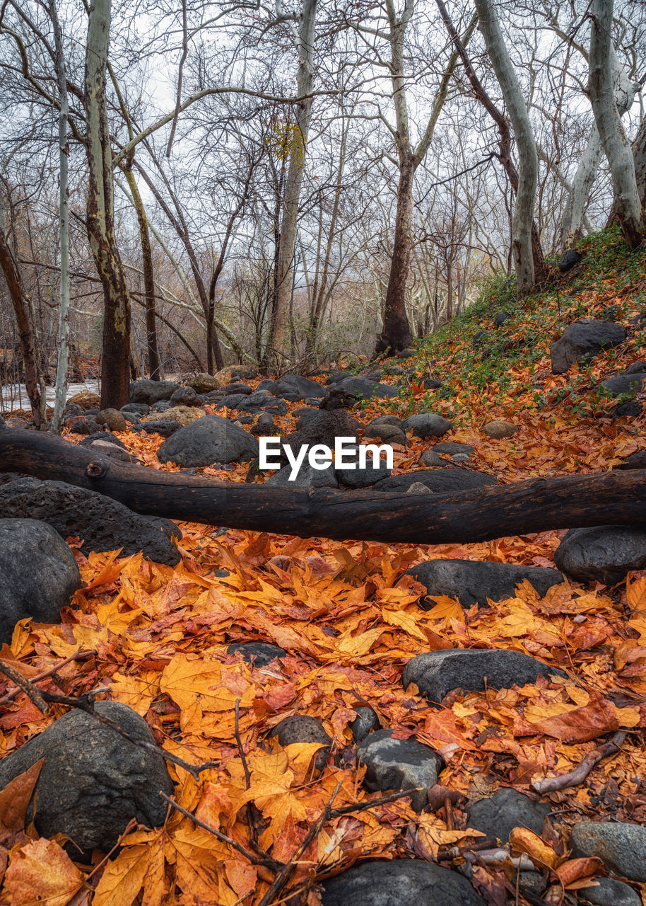 AUTUMN TREES IN FOREST