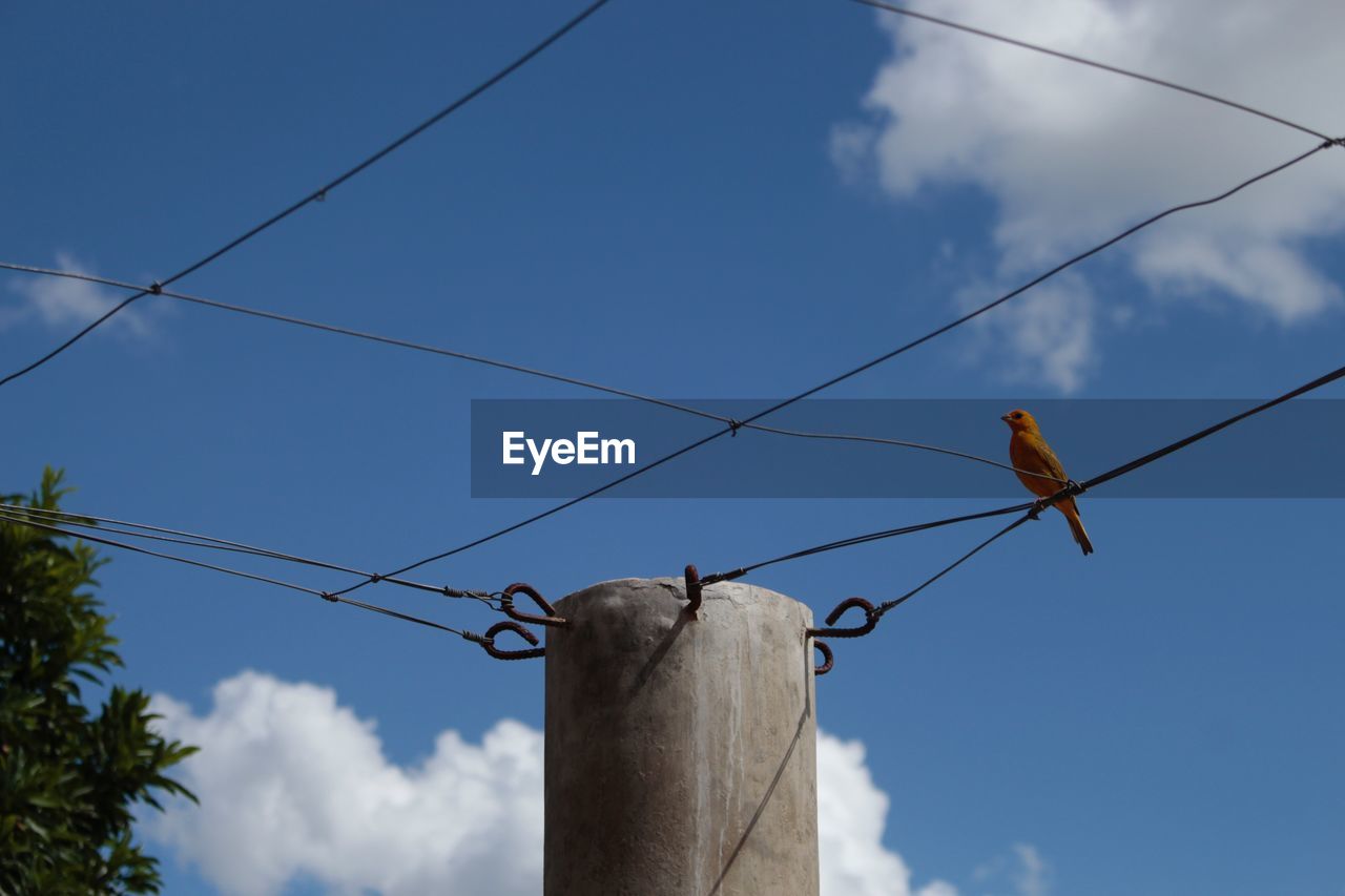 Low angle view of bird perching on cable against sky