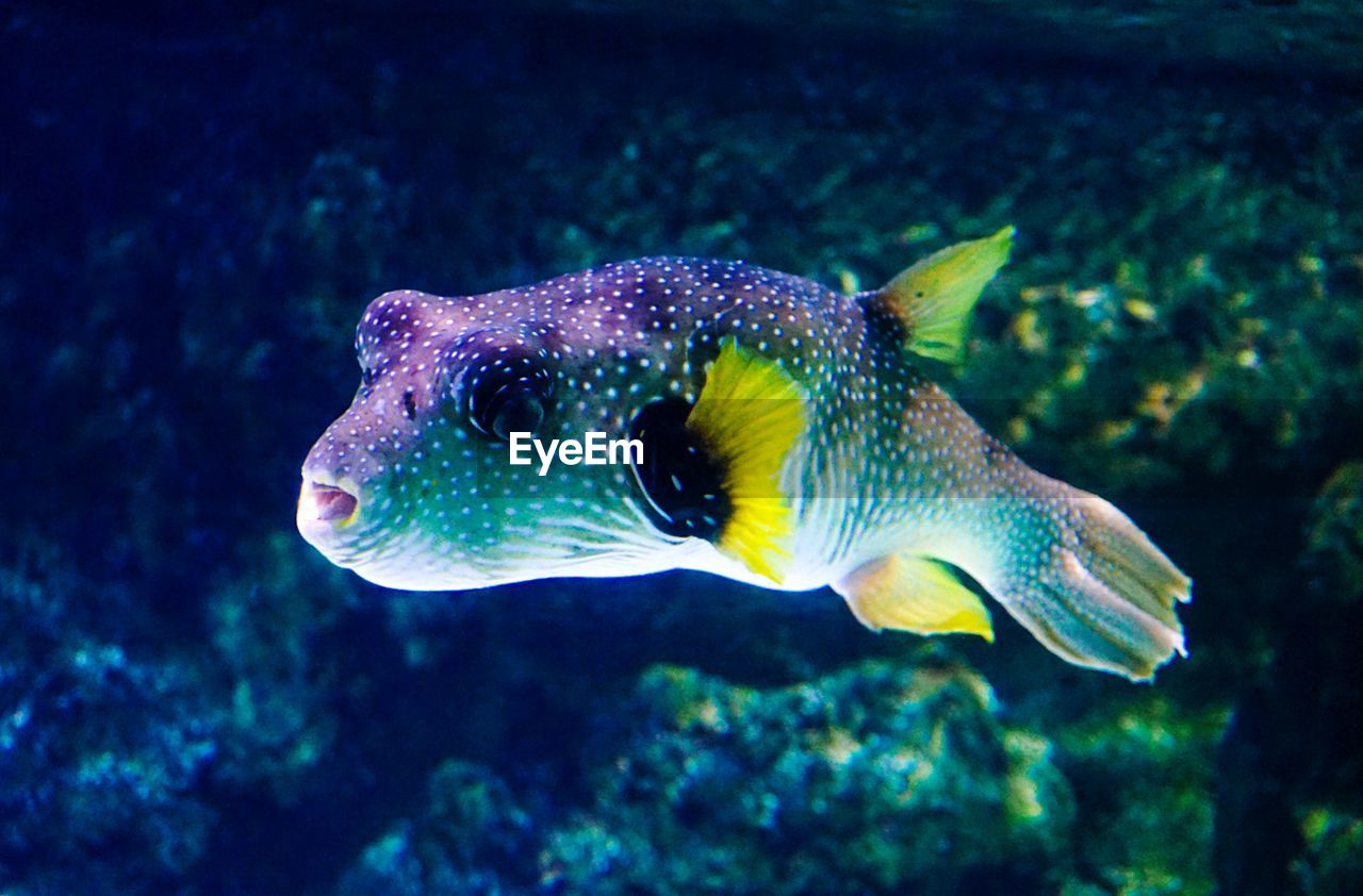 CLOSE-UP OF FISH UNDERWATER IN AQUARIUM