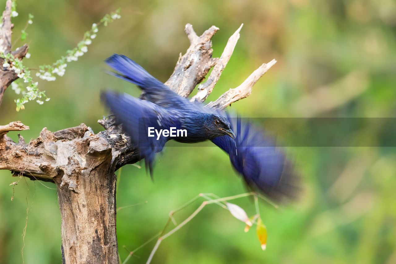 CLOSE-UP OF BIRD PERCHING ON TREE