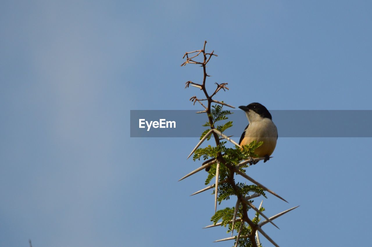 Low angle view of bird perching on tree against clear sky