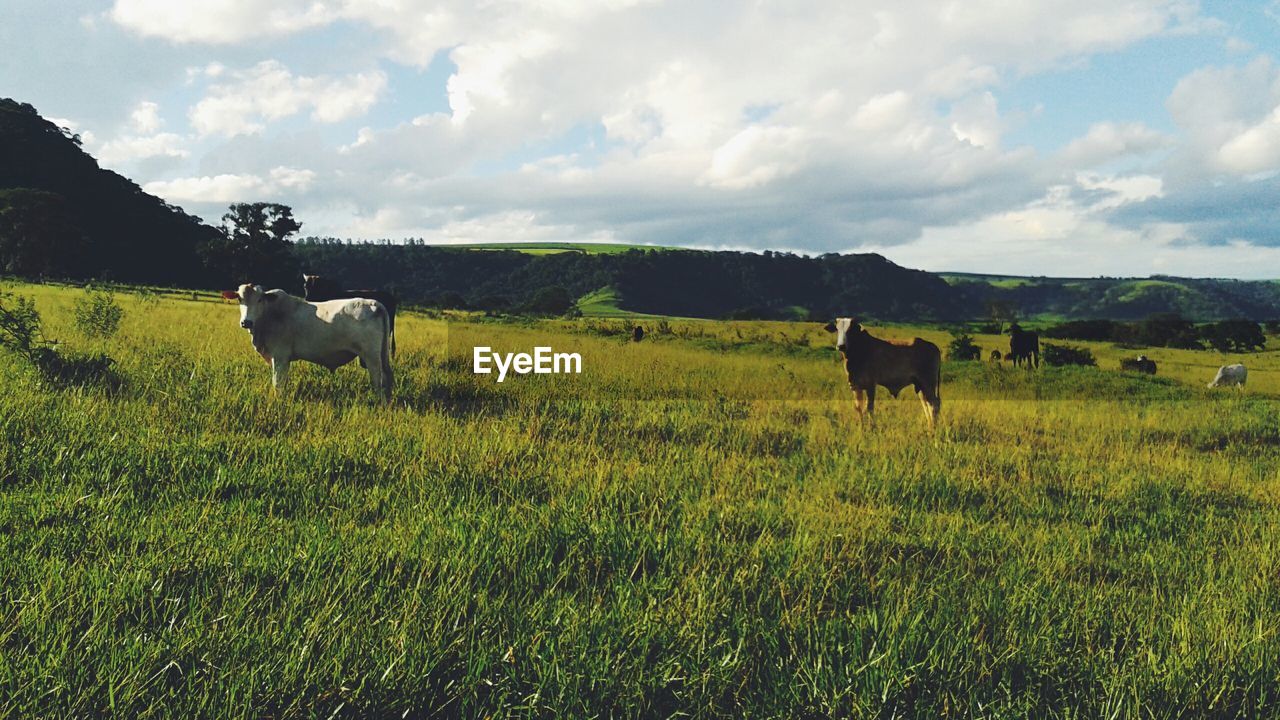 Cows on grassy hill against cloudy sky