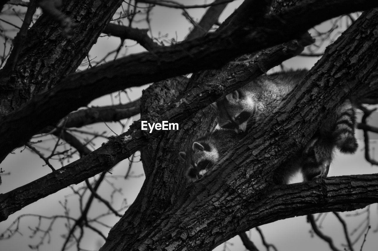 LOW ANGLE VIEW OF LIZARD ON TREE AGAINST SKY