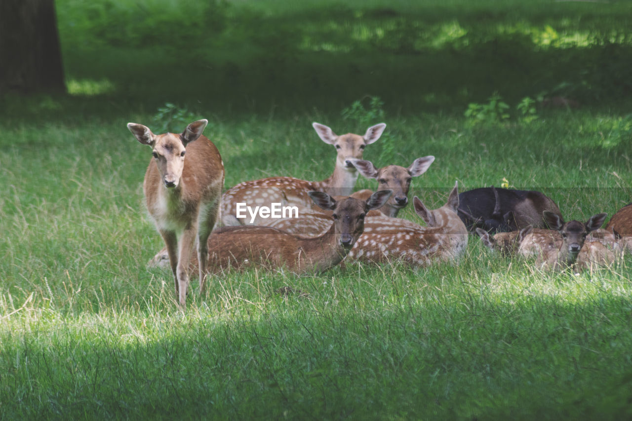 Sheep on field