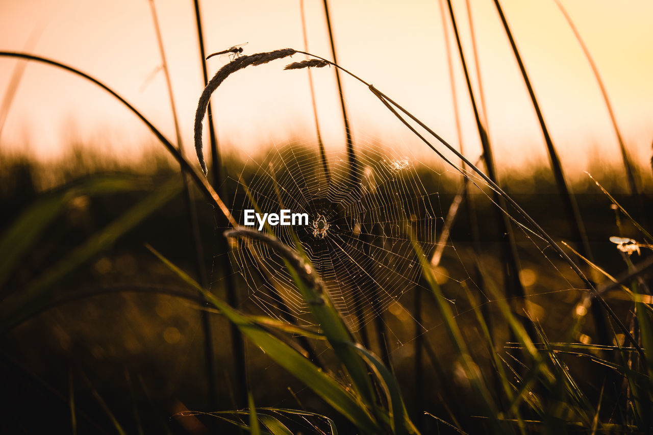 plant, sunlight, sunset, sky, nature, grass, cereal plant, light, landscape, field, land, beauty in nature, growth, agriculture, crop, rural scene, tranquility, no people, sun, environment, close-up, barley, summer, leaf, dusk, outdoors, tranquil scene, twilight, scenics - nature, idyllic, focus on foreground, meadow, back lit, food, non-urban scene, wheat, corn, plain, farm, selective focus, yellow, flower, food and drink, autumn, grass family, silhouette, evening