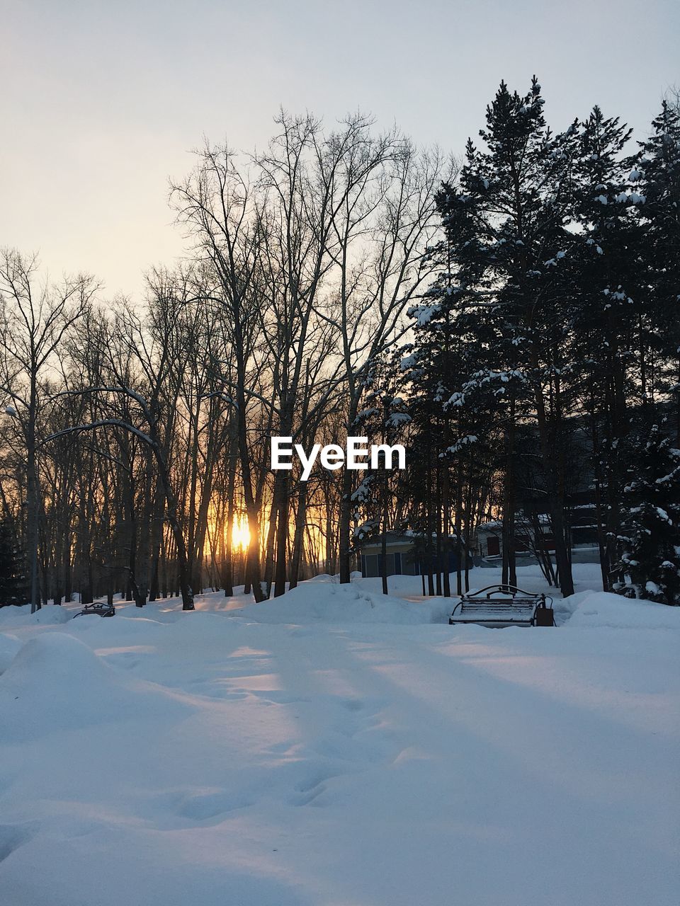 TREES ON SNOW COVERED FIELD AGAINST SKY