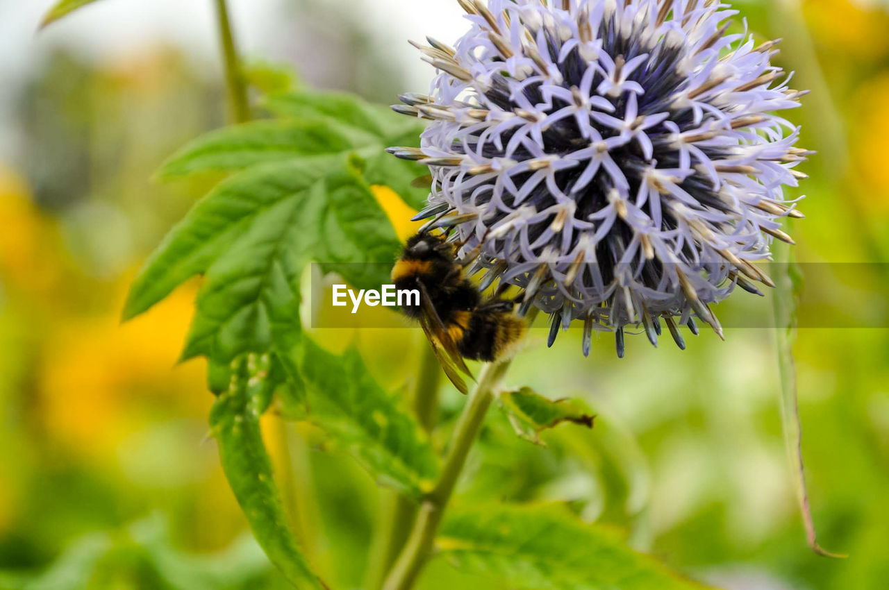 Close-up of bee on flower