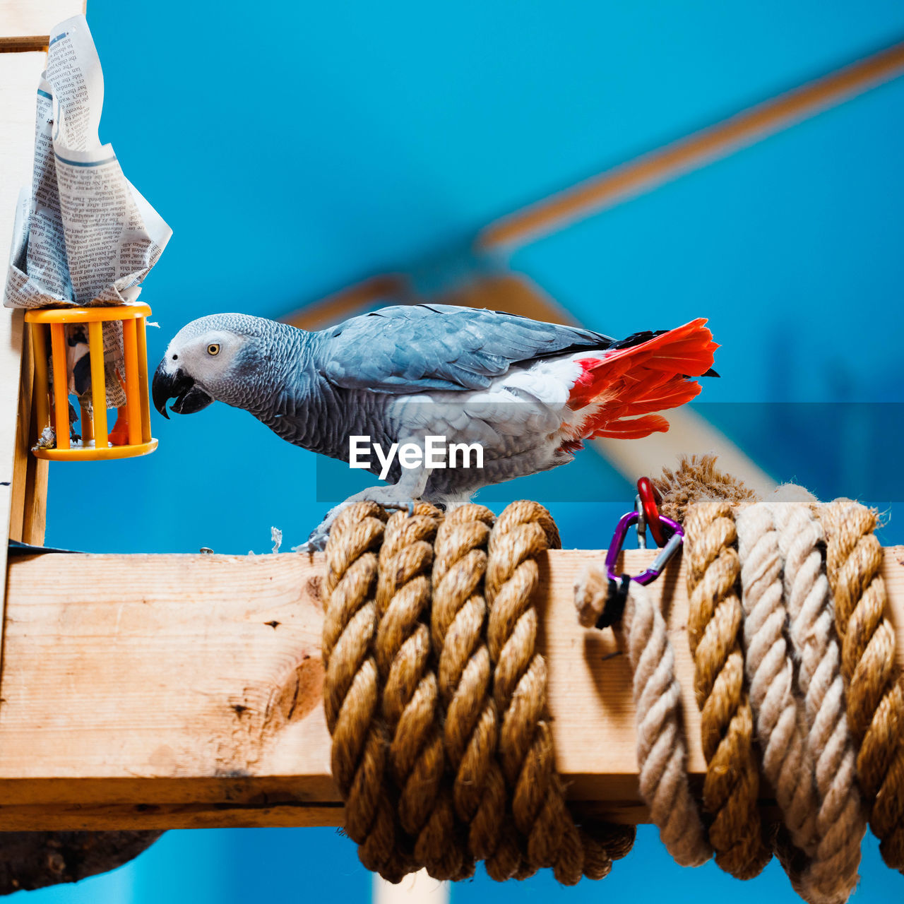 close-up of parrot perching on rope