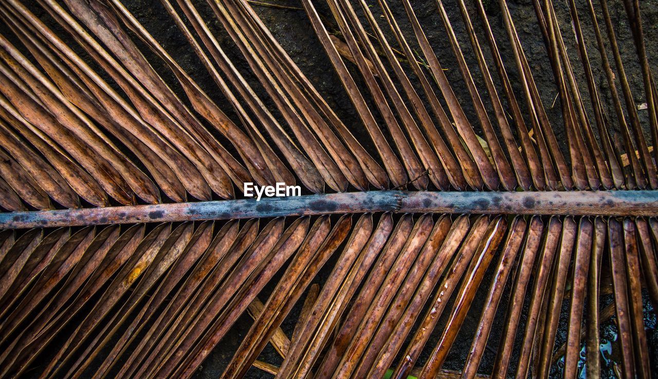 Full frame shot of dry palm leaf