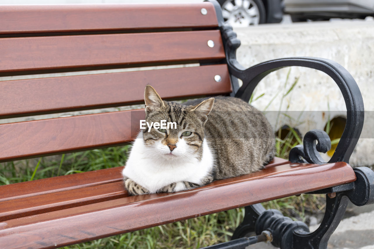 Cute cat laying on the wooden bench comfortable during the spring day