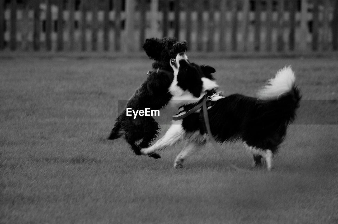 DOG RUNNING ON FIELD
