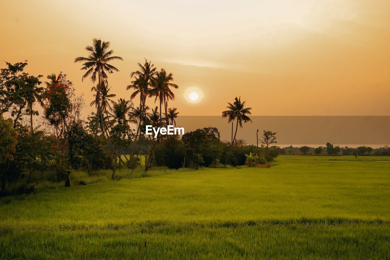 Rice fields in thailand at the sun approaching the horizon.