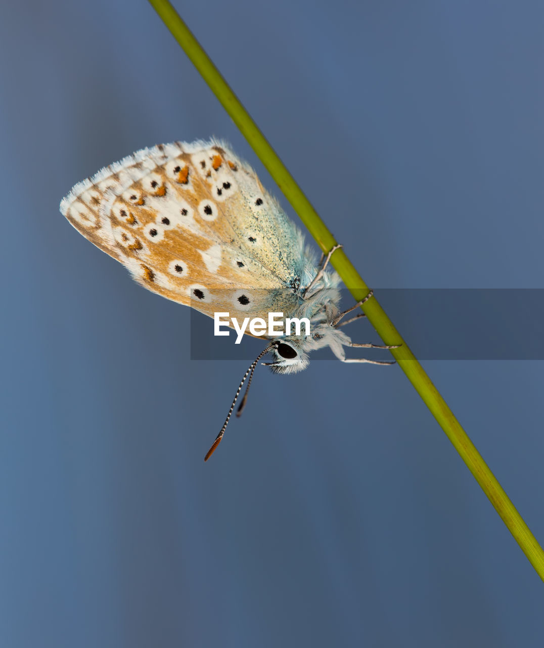 Close-up of butterfly on leaf