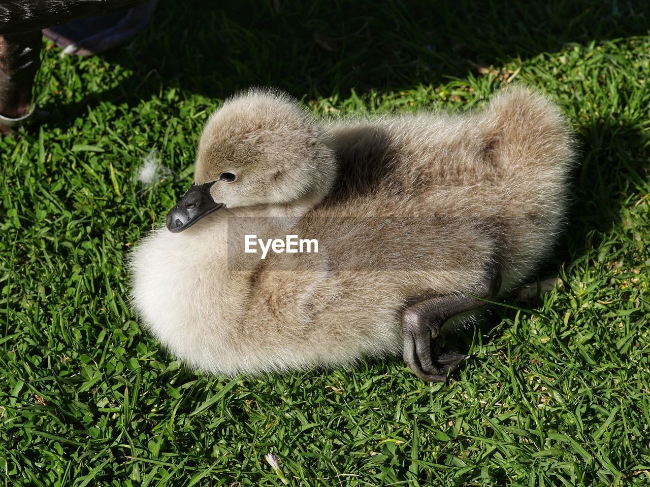 SWAN AND GRASS ON GRASSLAND