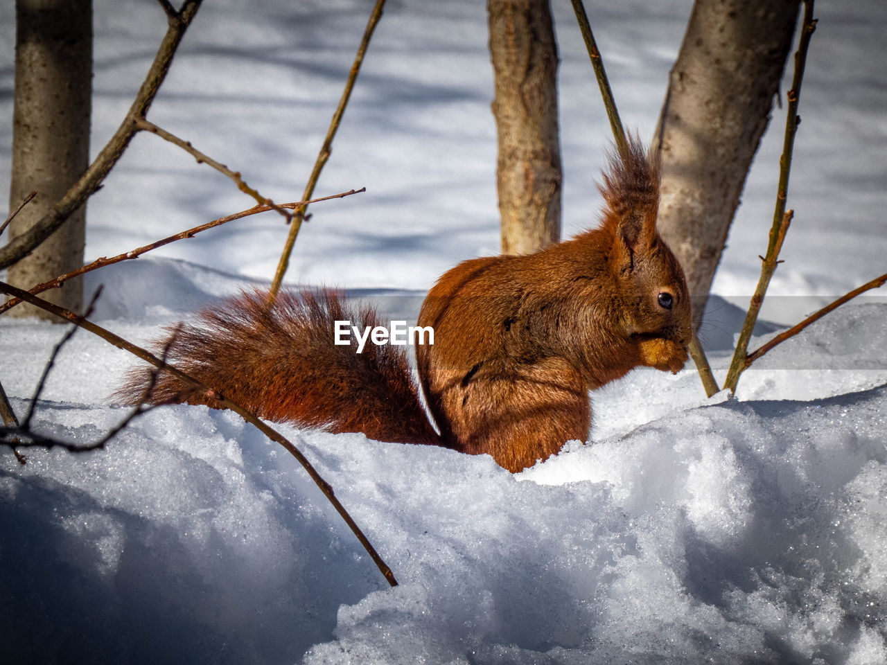 animal, winter, animal themes, snow, mammal, one animal, animal wildlife, squirrel, cold temperature, nature, wildlife, no people, branch, day, tree, rodent, outdoors