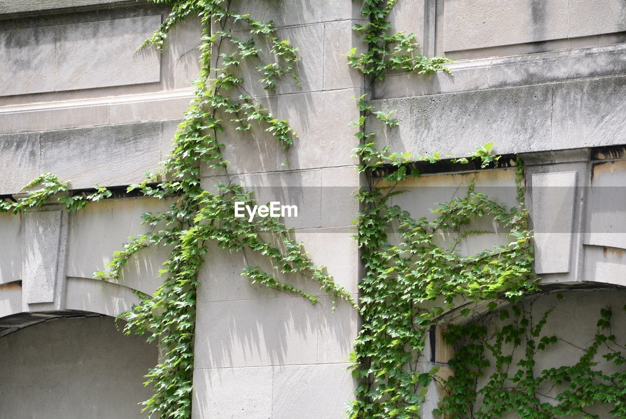 Low angle view of ivy growing on building wall