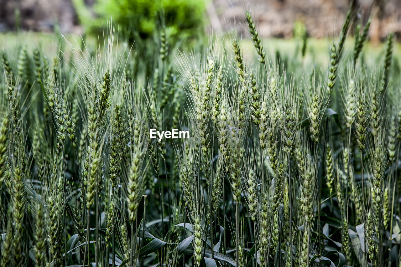 Close-up of fresh green wheat plants in field