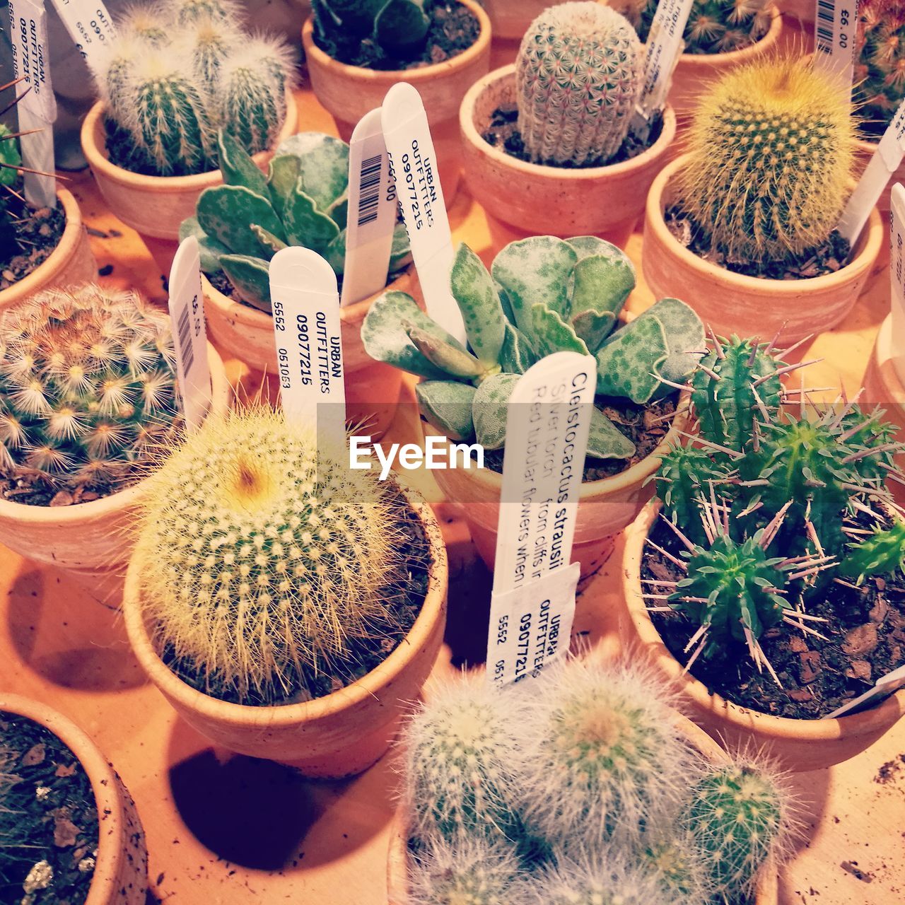 CLOSE-UP OF CACTUS IN TRAY