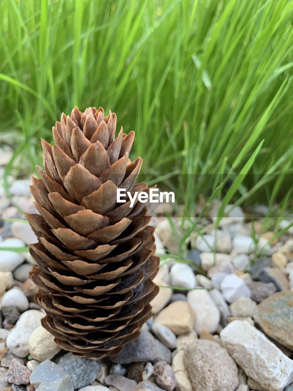 close-up of pine cone on field