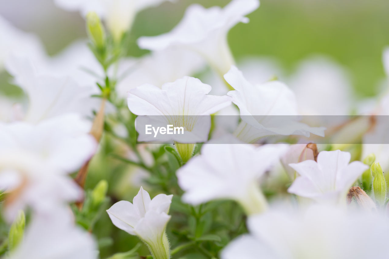 flower, plant, flowering plant, freshness, beauty in nature, blossom, close-up, white, petal, nature, selective focus, macro photography, no people, springtime, fragility, flower head, plant part, leaf, growth, outdoors, green, inflorescence, wildflower, day, food and drink, summer, botany