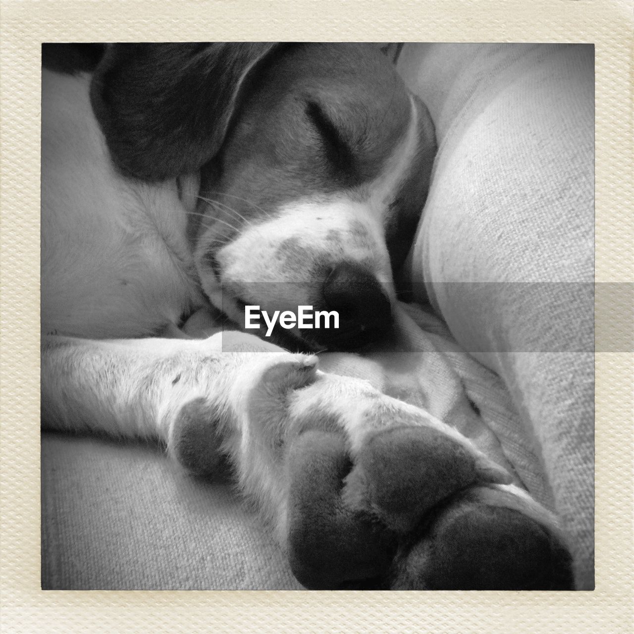 Close-up of a dog sleeping on couch