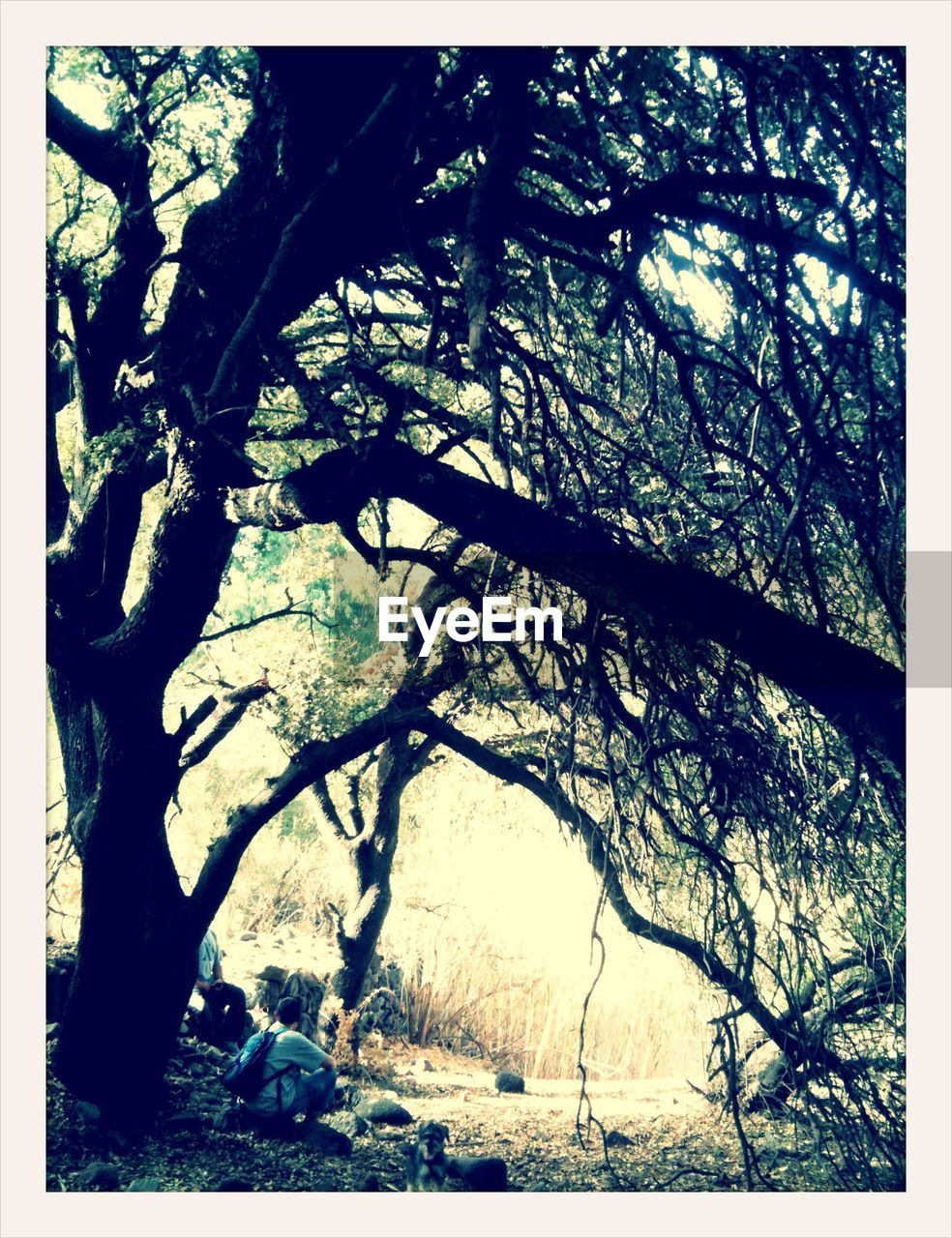 Man sitting by tree in forest