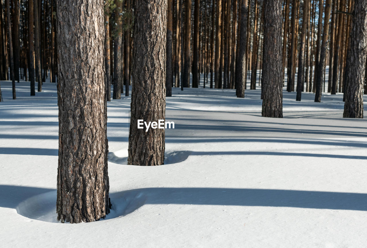 PINE TREE IN FOREST