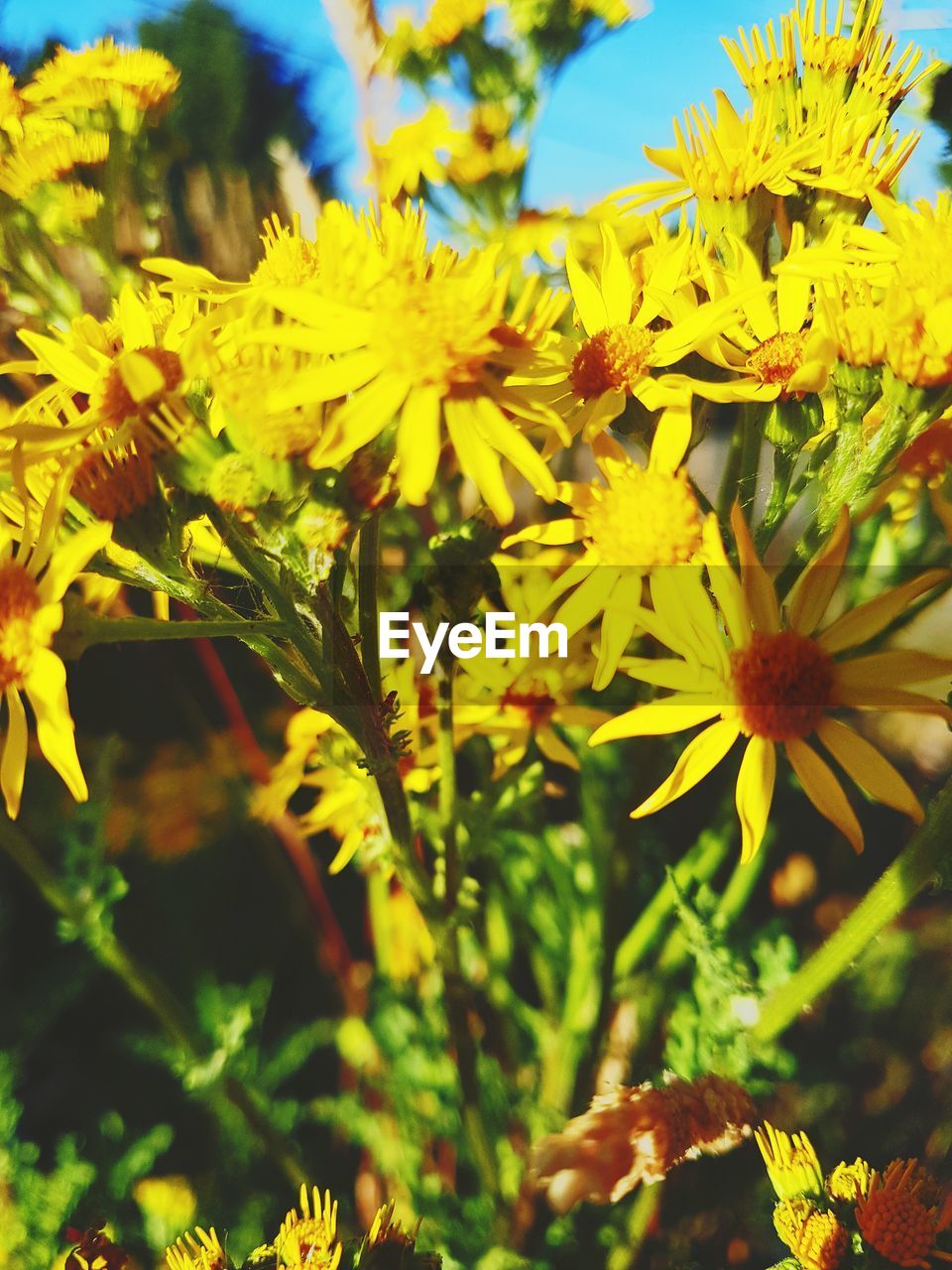 CLOSE-UP OF YELLOW FLOWERING PLANTS ON LAND