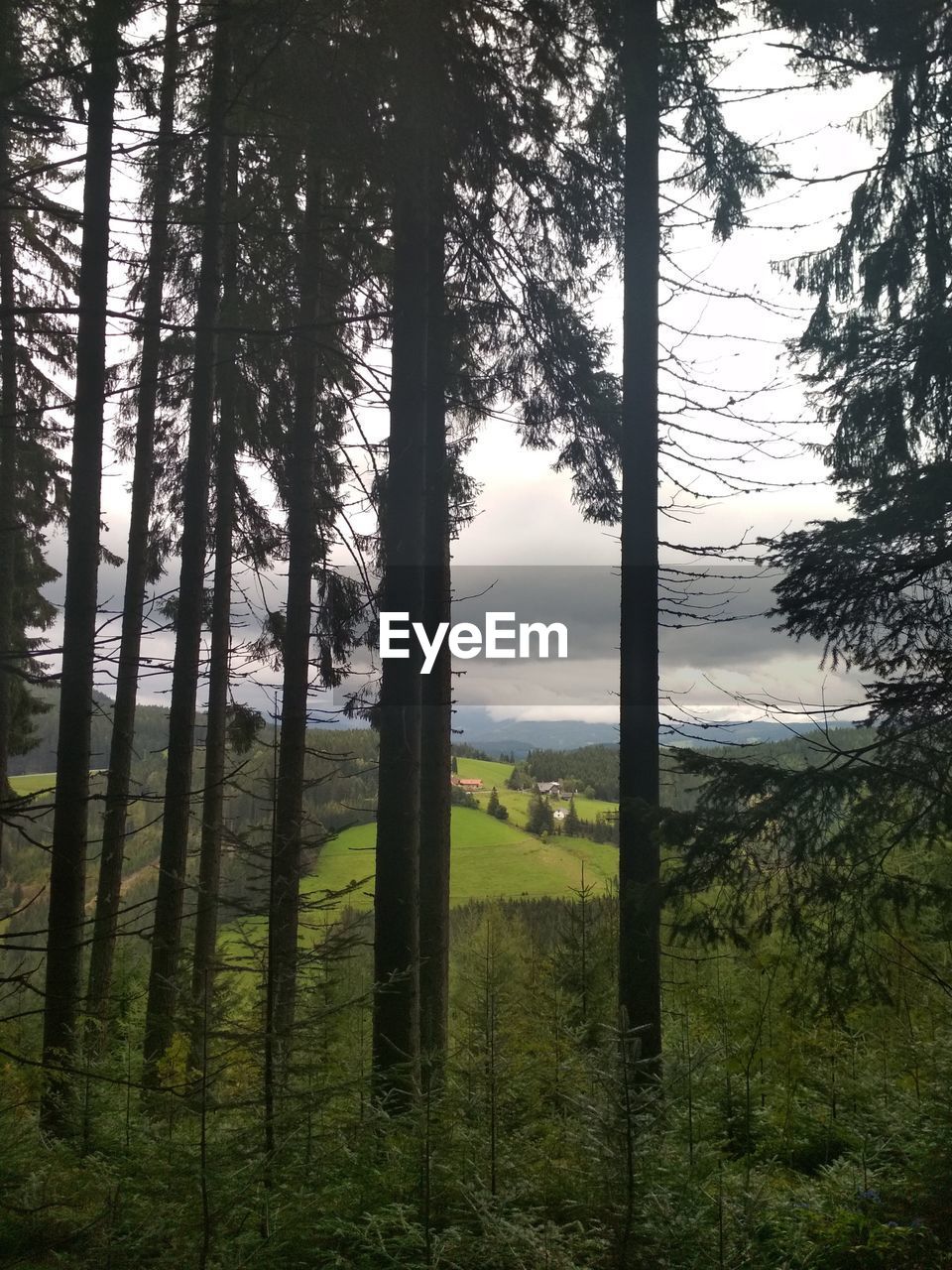 Trees in forest against sky