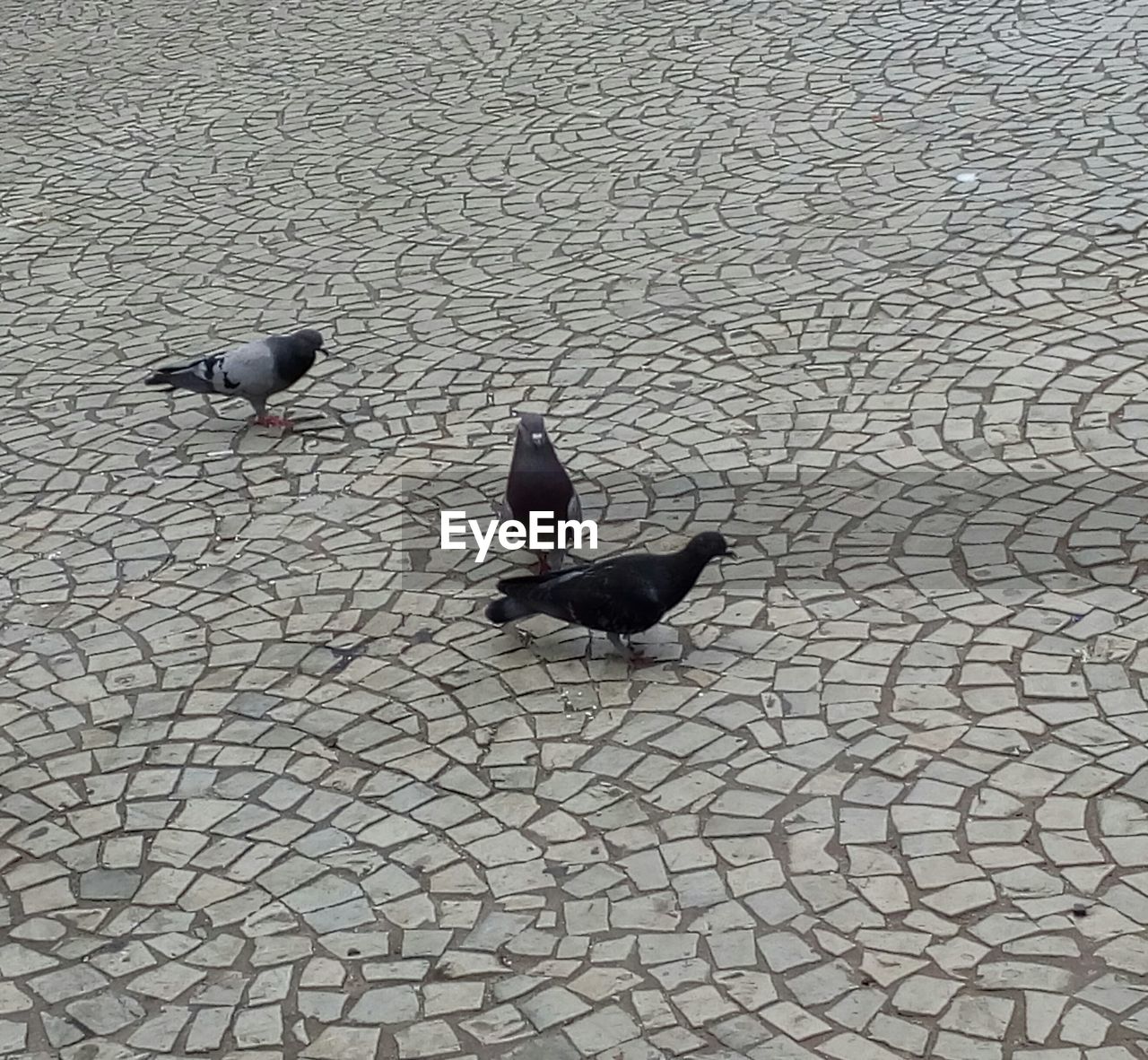 BIRDS ON COBBLESTONE