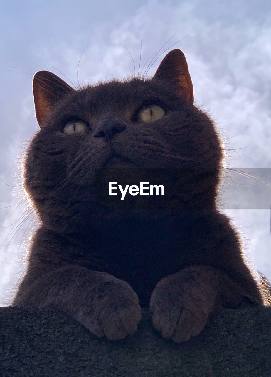 Cat on a rooftop looking out for birds