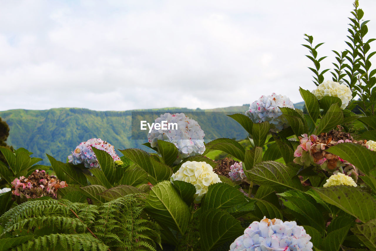 CLOSE-UP OF FLOWERING PLANT AGAINST SKY