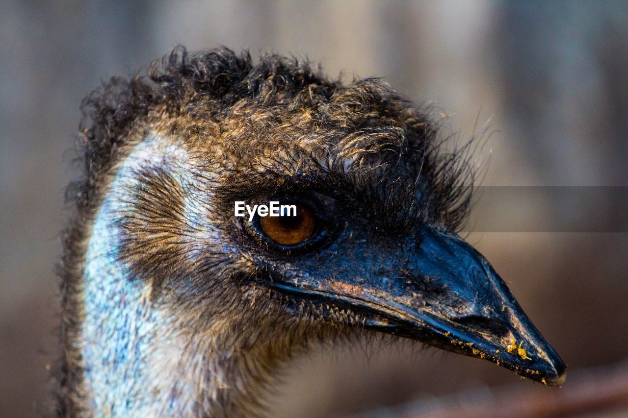 Close-up of emu looking away