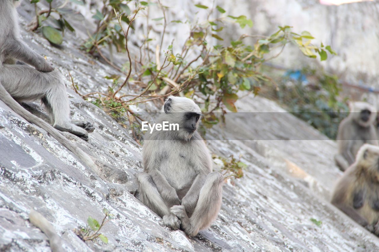 MONKEYS SITTING ON BRANCH