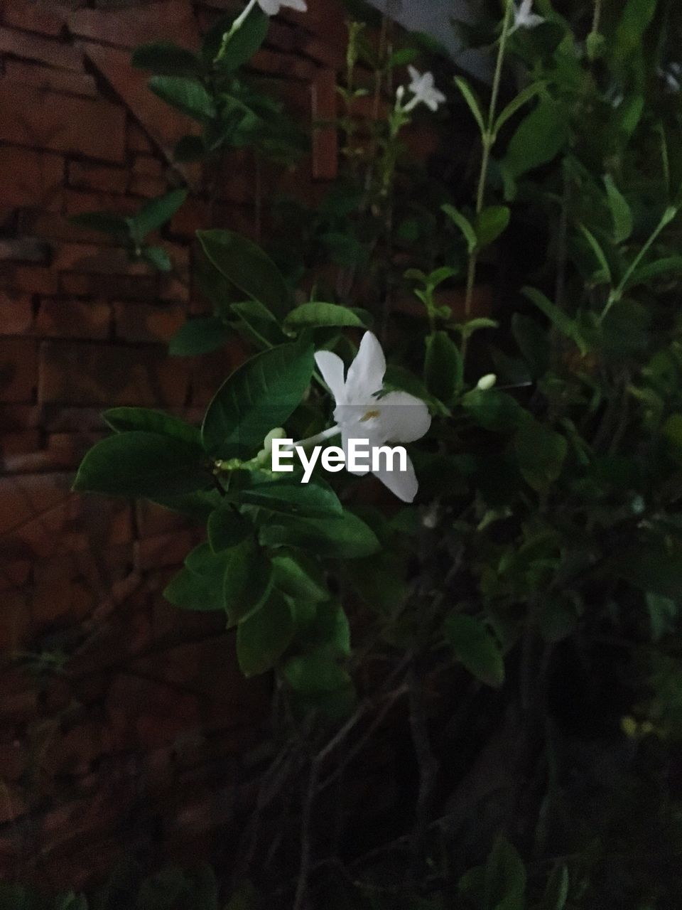 CLOSE-UP OF WHITE FLOWER BLOOMING IN PLANT