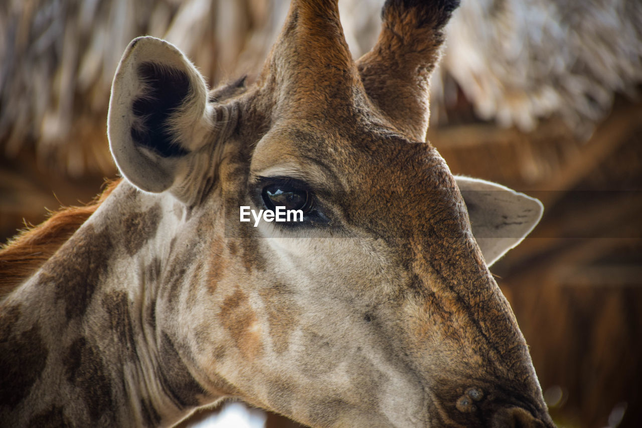 Close-up portrait of a giraffe