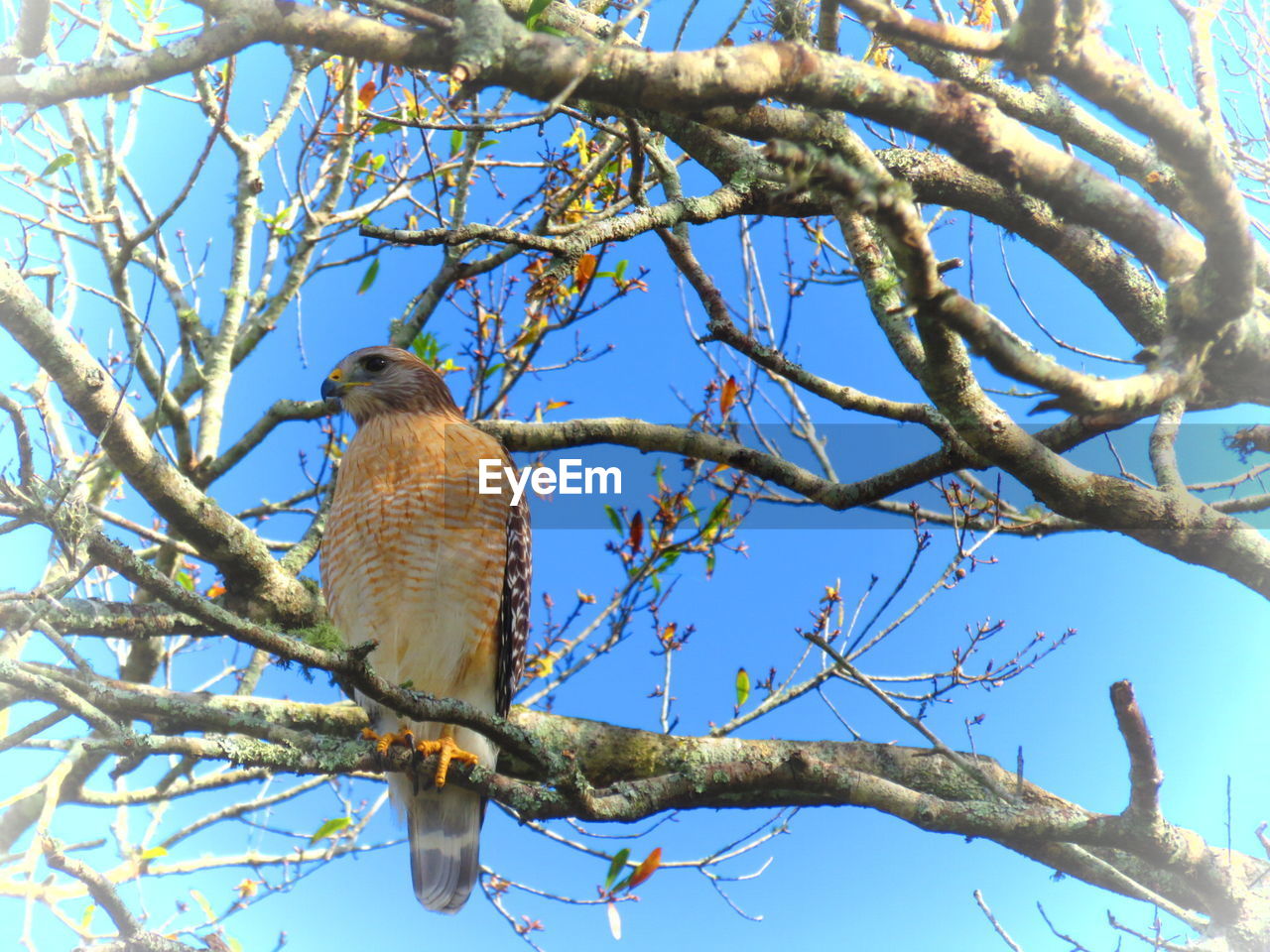 LOW ANGLE VIEW OF BIRD ON TREE