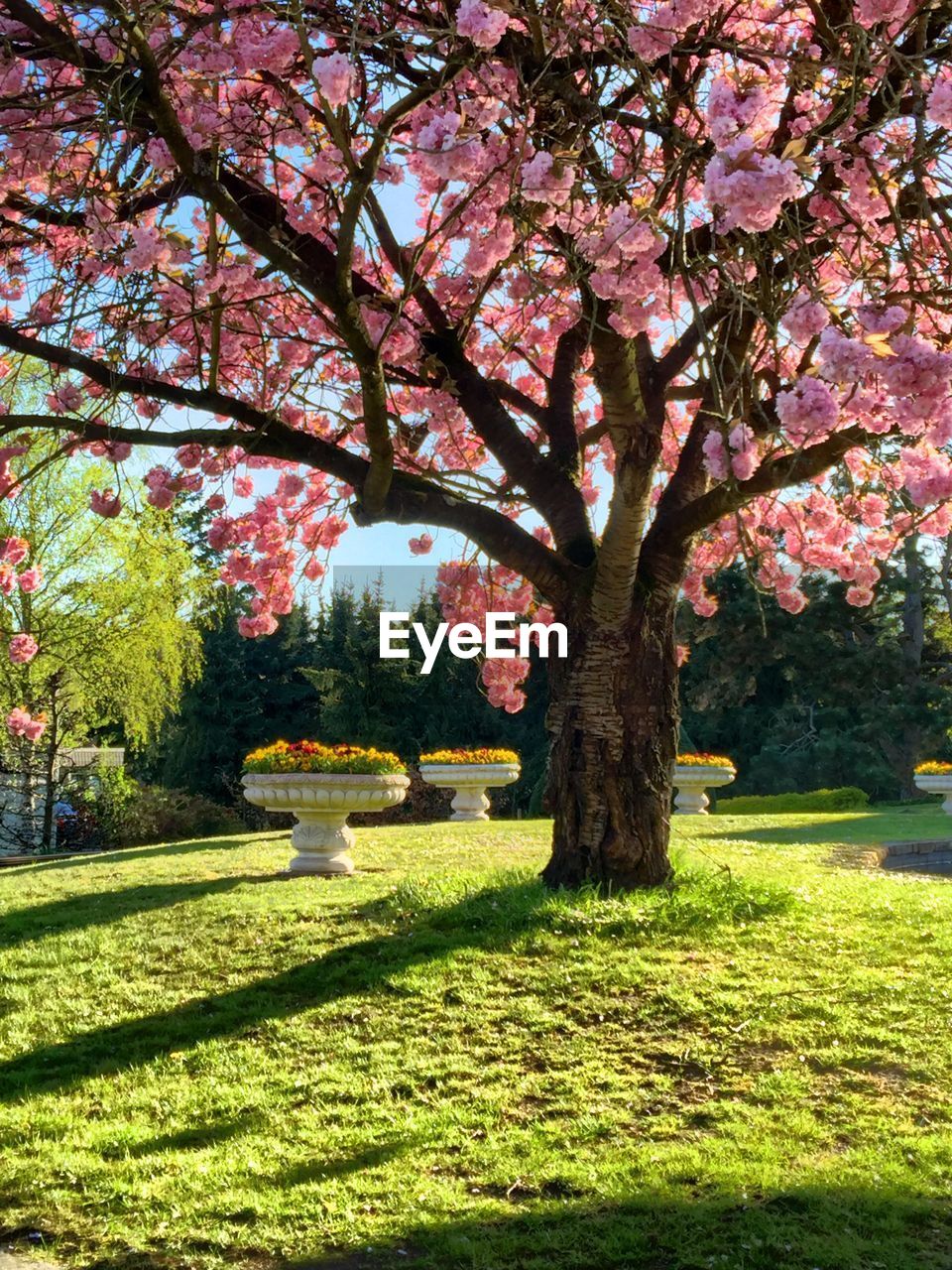 View of trees in park