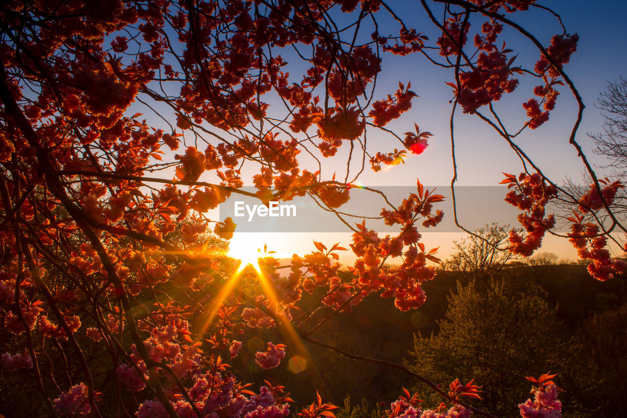 AUTUMN LEAVES ON PLANT AGAINST SKY