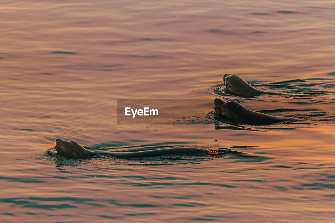 Aquatic mammals swimming in sea during sunset