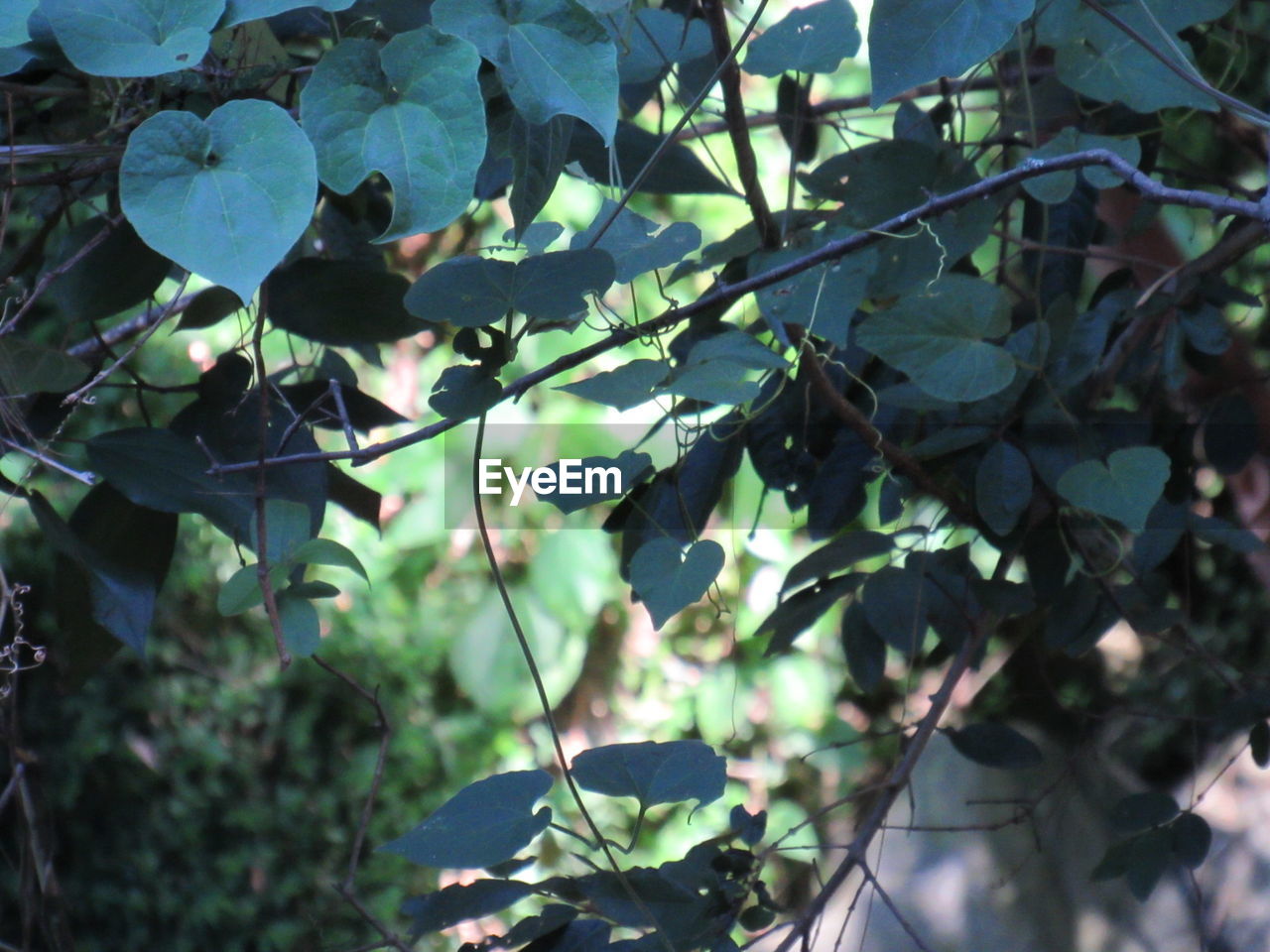 CLOSE-UP OF LEAVES ON TREE