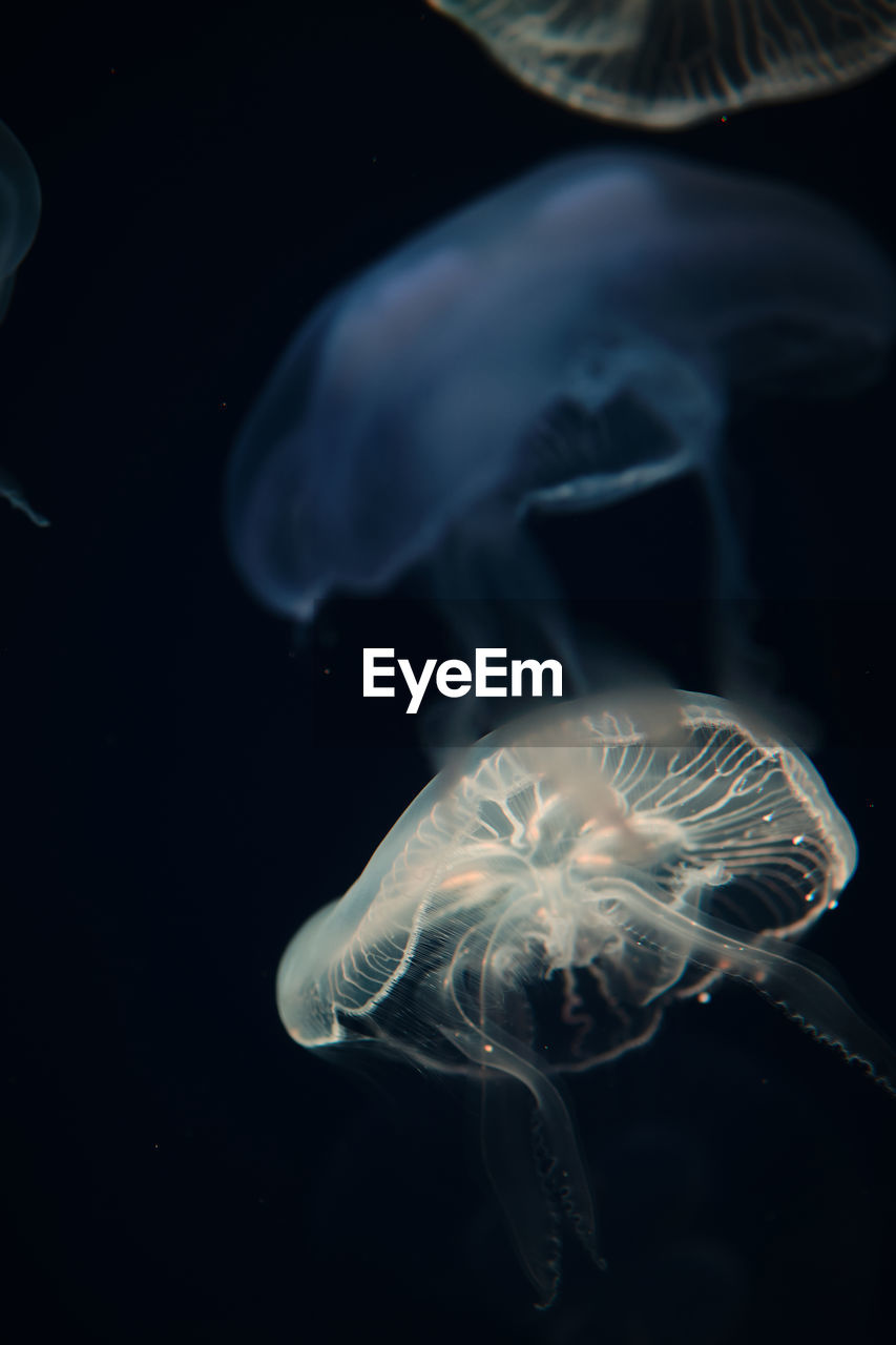 CLOSE-UP OF JELLYFISH UNDERWATER