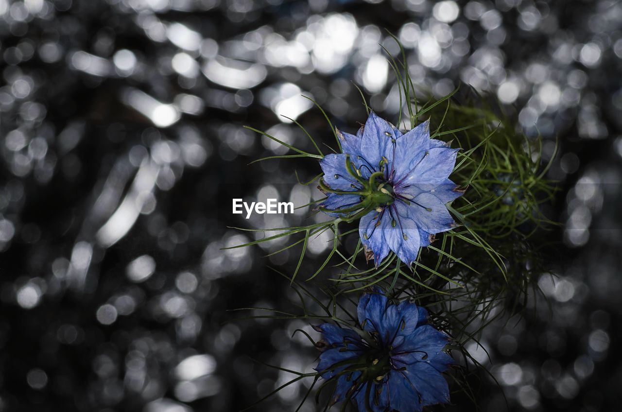 Close-up of flower blooming outdoors