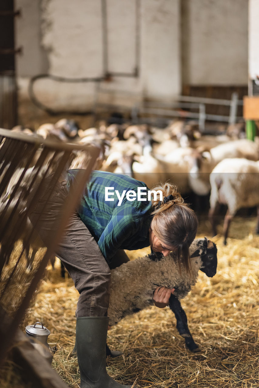 Full body side view of female farmer raising hairy sheep near heard in farm building with hay during work in countryside