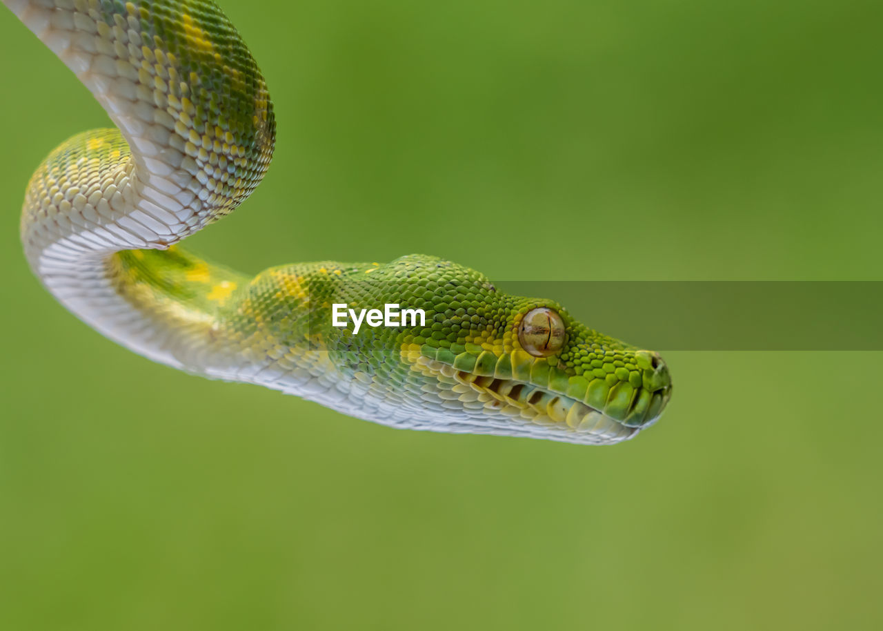 Close-up of snake